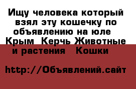 Ищу человека который взял эту кошечку по объявлению на юле - Крым, Керчь Животные и растения » Кошки   